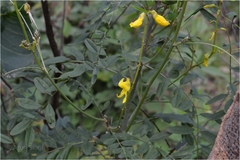 Sophora interrupta